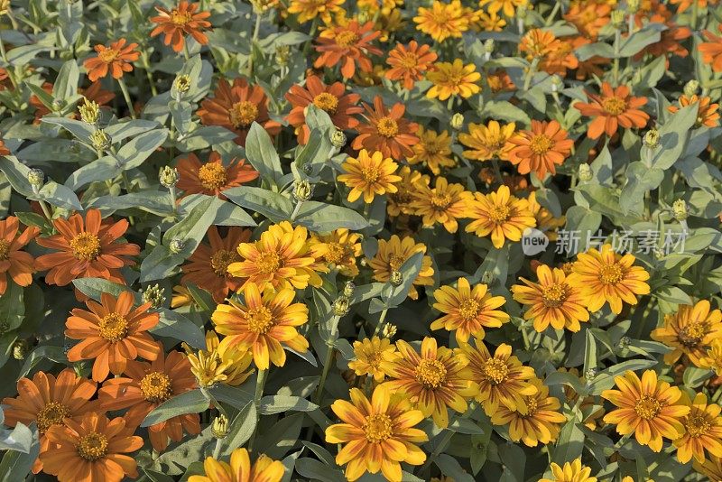 美丽Zinnias XXXL